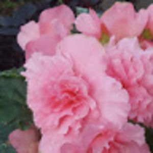 Meet your Posher, Muna